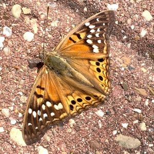 Meet your Posher, Victoria